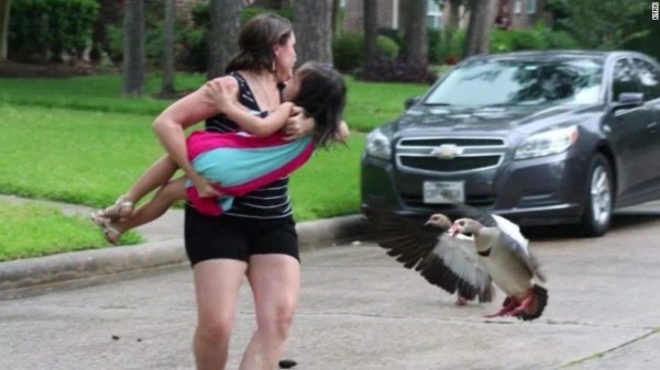 ¡Mamá pata al ataque!