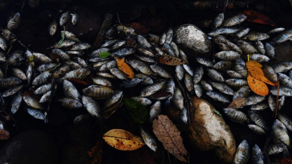 Dead fish float on the polluted waters of the Lempa river in the village of Pinuelas, 430km west of Tegucigalpa, on January 20, 2018.Thousands of fish have died in recent days due to contamination in the Lempa River caused largely by water that is used for washing coffee beans in processing plants that do not have a wastewater treatment system. The river has its sources in Guatemala where it is known as Olopa, then runs through Honduras and El Salvador as the Lempa. / AFP PHOTO / Marvin RECINOS