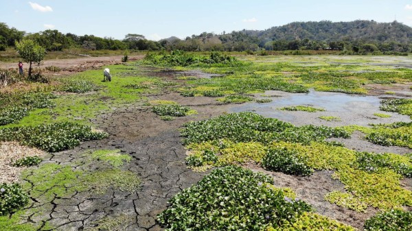 Laguna de Jucutuma a punto de perderse entre lirio y lodo