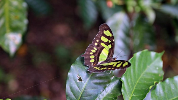Cómodos hoteles de montaña para descansar en Honduras