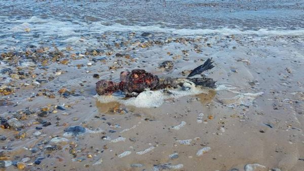 Hombre encuentra restos de supuesta 'sirena' en playa desértica