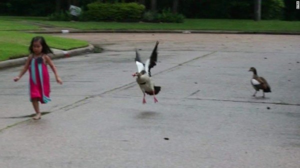 ¡Mamá pata al ataque!