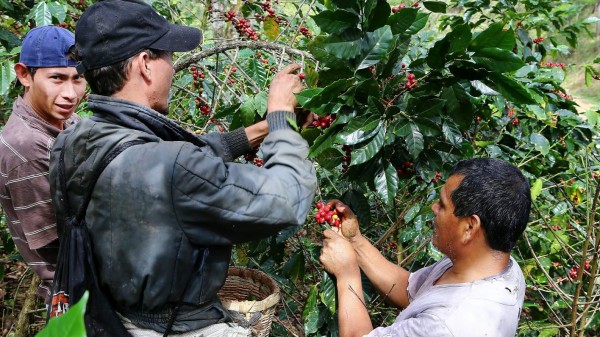 Cafetaleros quedan excluidos del nuevo régimen de facturación