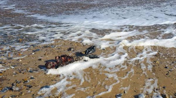 Hombre encuentra restos de supuesta 'sirena' en playa desértica