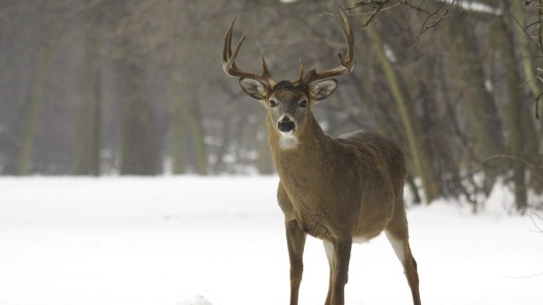 EEUU: Condenan a cazador de ciervos a ver 'Bambi' una vez al mes
