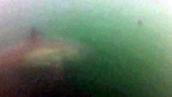 Aterrador: surfista graba encuentro con un 'tiburón blanco'