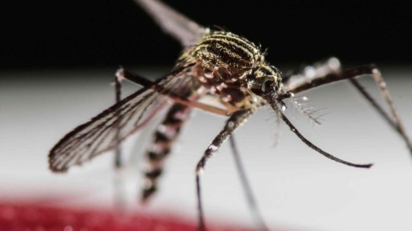 Panamá teme propagación de virus zika, que ha contagiado a 50  