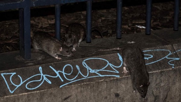 Funcionario parisino lanza una guerra 2.0 contra las ratas