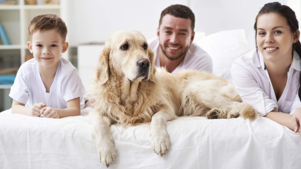 Los perros entienden las palabras de sus dueños