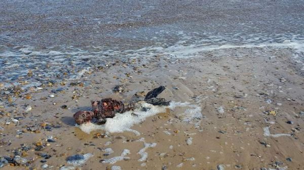 Hombre encuentra restos de supuesta 'sirena' en playa desértica