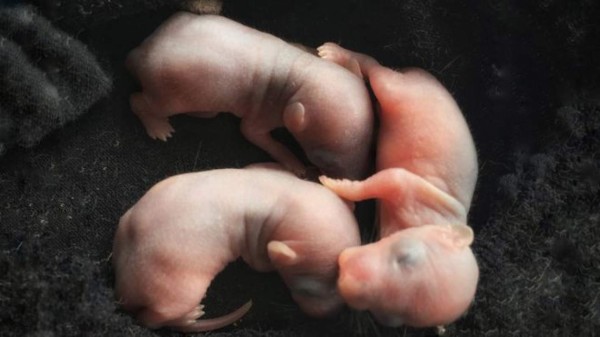 Japón autoriza el desarrollo de órganos humanos en animales
