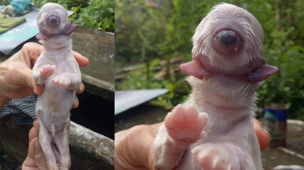VIDEO: Extraño caso de cachorro con un solo ojo y dos lenguas causa conmoción en redes sociales