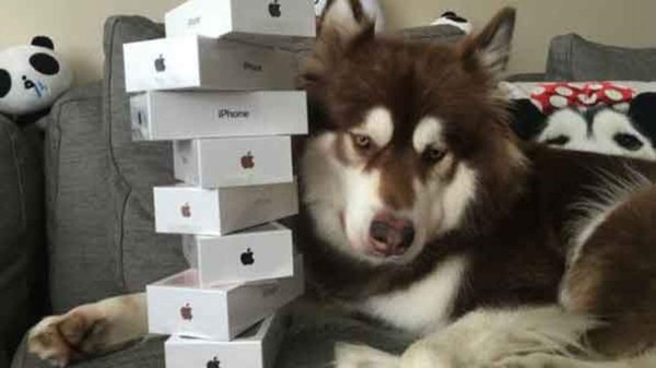 Millonario chino le regala ocho iPhone 7 a su perro