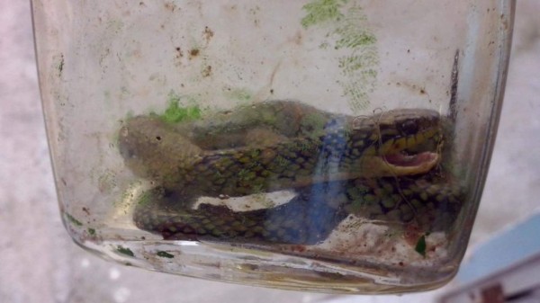 Niño de un año mata a serpiente venenosa a mordidas