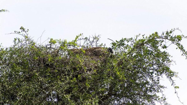 Viral: ¿Dónde está el leopardo que se oculta en este árbol?