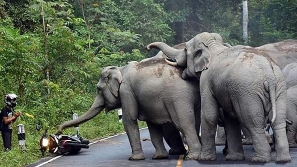 Motociclista suplica por su vida a elefantes que lo atacan