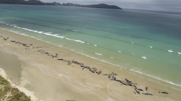 Hallan 145 ballenas muertas en una playa de Nueva Zelanda