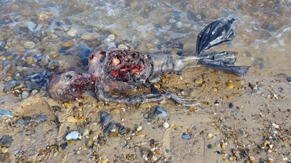 Hombre encuentra restos de supuesta 'sirena' en playa desértica