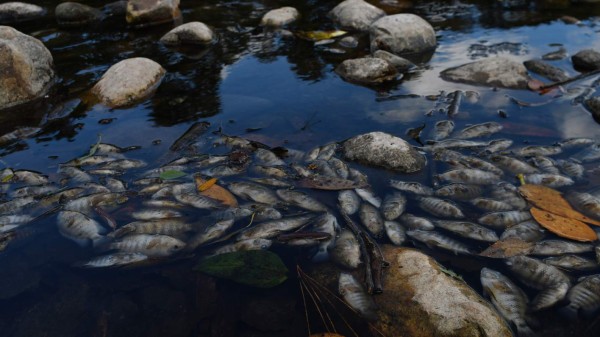 La mortandad de peces en el río Lempa enciende alarmas en Centroamérica