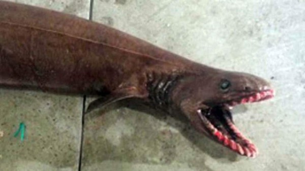 El raro 'fósil viviente' capturado en las costas de Australia