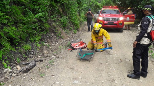 Rescatan a un tigrillo en la montaña de Mico Quemado en El Progreso