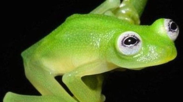 Científicos descubren nueva especie de rana 'de cristal' en Costa Rica