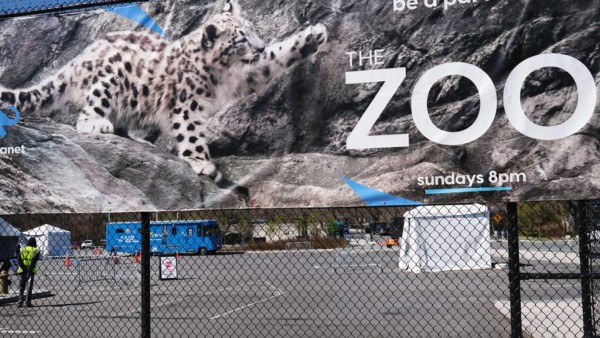 Coronavirus se extiende en Zoo del Bronx, tigres y leones contagiados