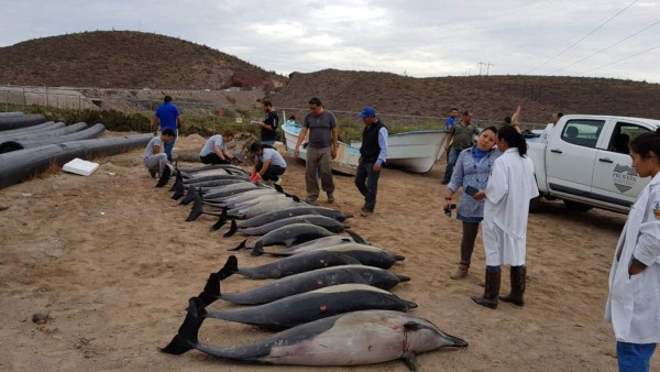 Mueren veinte delfines en una playa de México