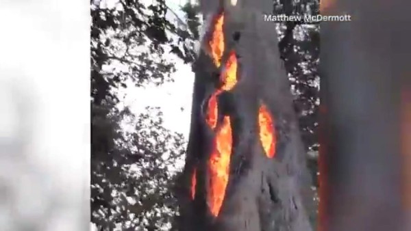 ¡Insólito!, el árbol en California que solo se quema por dentro