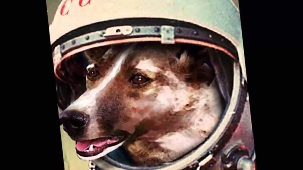 Laika, la perra que hace 60 años abrió las puertas del espacio