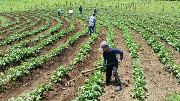Actividad productiva hondureña creció 4.8% en primeros seis meses