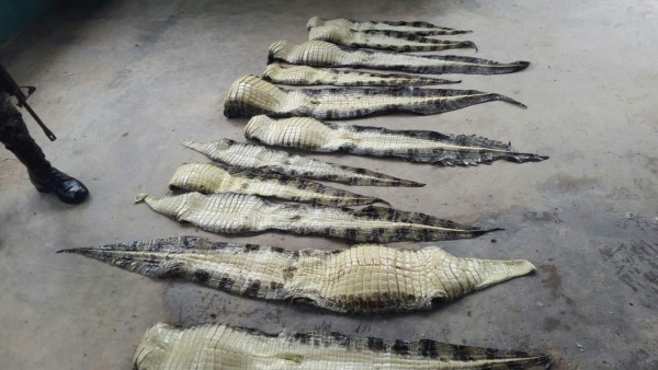 Decomisan 30 pieles de cocodrilo en Gracias a Dios