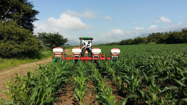 Sembrarán 1,500 hectáreas de maíz en los batallones