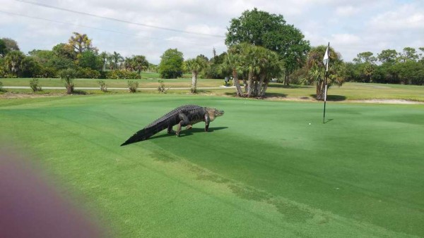 Cocodrilo gigante sorprende a golfistas en Florida