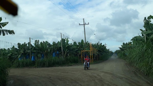 250,000 cajas de bananos se dejan de producir por tomas