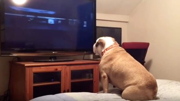 Una bulldog intenta proteger a una familia de una película de terror