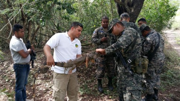 Fiscalía libera iguanas que estaban en cautiverio