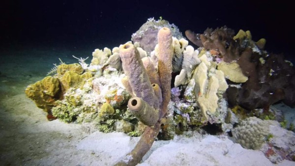 Biólogos españoles documentarán en tecnología 3D los arrecifes de Roatán