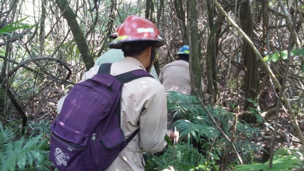 Masiva campaña de reforestación planean en parque Jeannette Kawas