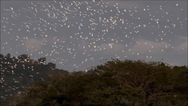 Aves migratorias llegan a El Salvador como embajadoras de la biodiversidad