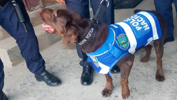Pelé, el perro policía, regresa a las calles y halla droga en Roatán