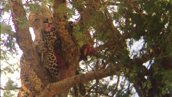 ¡Canibalismo animal! Un leopardo devora con frialdad a otro leopardo