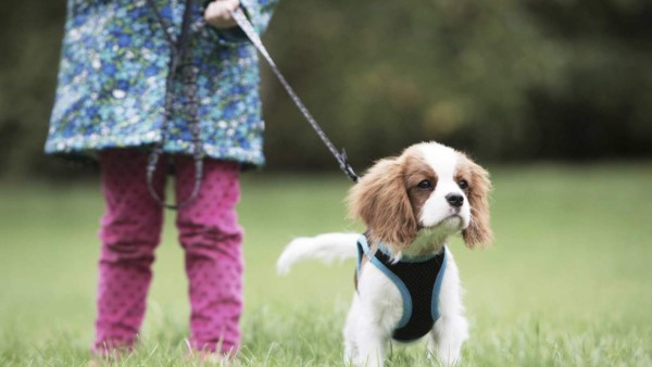 Sacar a pasear a la mascota beneficia a toda la familia
