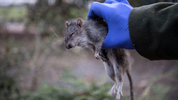 Hong Kong reporta varios casos de hepatitis contagiados por ratas