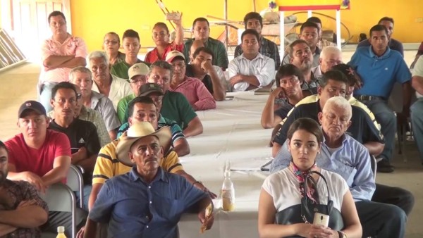 Piden declarar emergencia para salvar cítricos del HLB en Colón