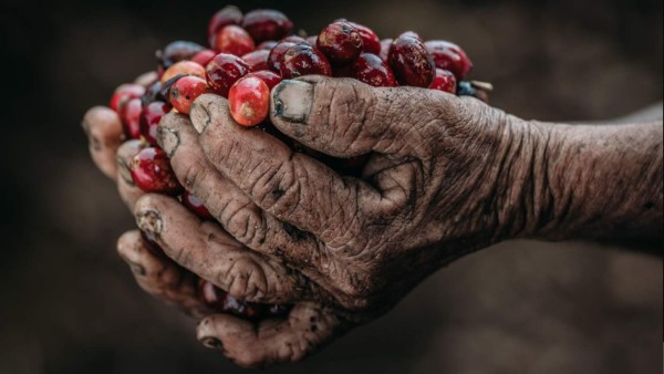 La crisis del café es una oportunidad única para poner fin a la explotación