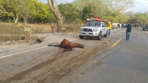 Caballo provoca accidente y deja una persona muerta
