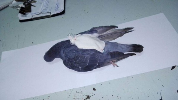 Policía mata a 'narcopaloma' que llevaba drogas a una cárcel argentina