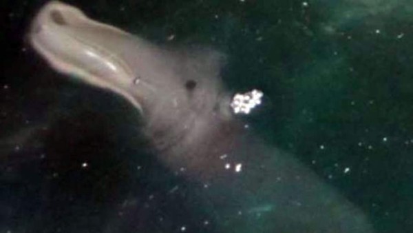 Hallazgo de 'monstruo marino' desconcierta a científicos