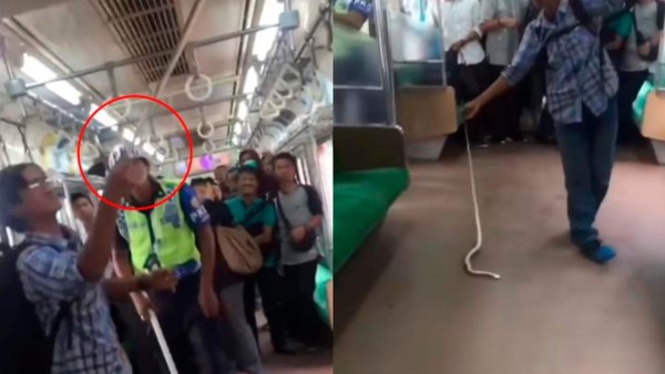 Video: Indonesio mata a serpiente con las manos y seduce a las redes sociales